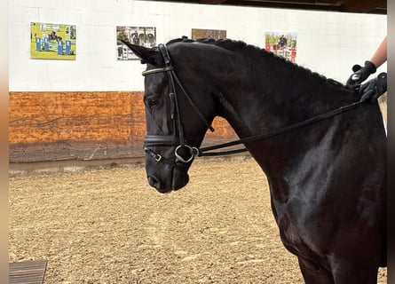 Hanovrien, Jument, 4 Ans, 168 cm, Noir