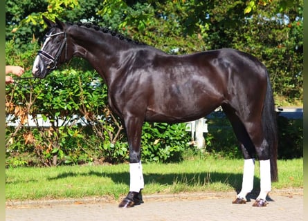 Hanovrien, Jument, 4 Ans, 168 cm, Noir