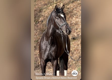 Hanovrien, Jument, 4 Ans, 168 cm, Noir