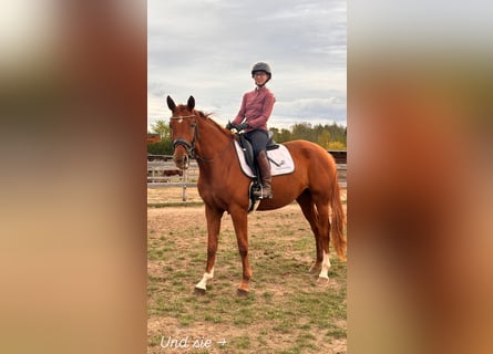 Hanovrien, Jument, 4 Ans, 169 cm, Alezan
