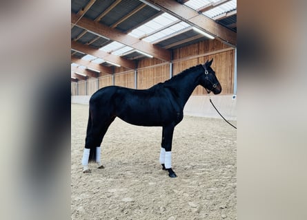 Hanovrien, Jument, 4 Ans, 169 cm, Bai brun foncé