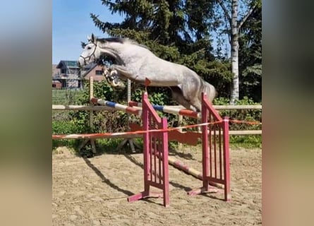 Hanovrien, Jument, 4 Ans, 169 cm, Gris