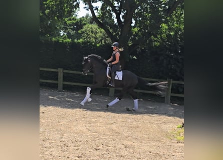 Hanovrien, Jument, 4 Ans, 169 cm, Noir