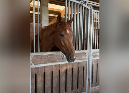 Hanovrien, Jument, 4 Ans, 170 cm, Alezan brûlé