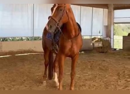 Hanovrien, Jument, 4 Ans, 170 cm, Alezan