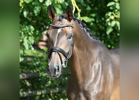 Hanovrien, Jument, 4 Ans, 170 cm, Bai brun