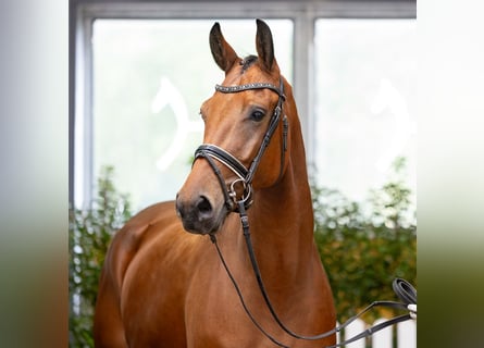Hanovrien, Jument, 4 Ans, 170 cm, Bai brun