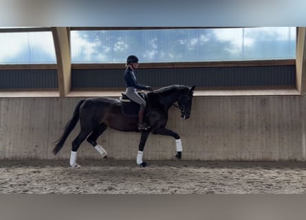Hanovrien, Jument, 4 Ans, 170 cm, Bai