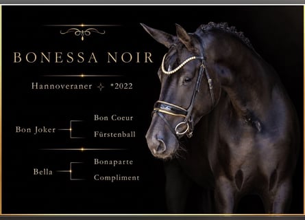 Hanovrien, Jument, 4 Ans, 170 cm, Noir