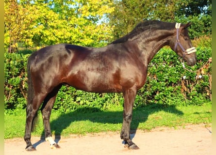 Hanovrien, Jument, 4 Ans, 170 cm, Noir