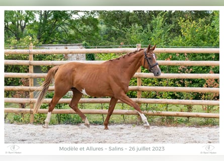 Hanovrien, Jument, 4 Ans, 171 cm, Alezan