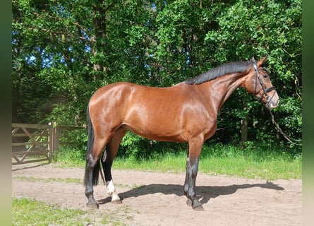 Hanovrien, Jument, 4 Ans, 171 cm, Bai