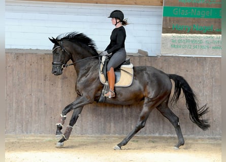 Hanovrien, Jument, 4 Ans, 171 cm, Noir