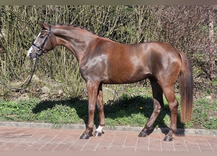 Hanovrien, Jument, 4 Ans, 172 cm, Alezan brûlé