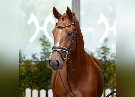 Hanovrien, Jument, 4 Ans, 172 cm, Alezan brûlé