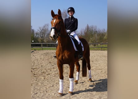 Hanovrien, Jument, 4 Ans, 172 cm, Alezan