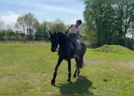 Hanovrien, Jument, 4 Ans, 172 cm, Bai brun foncé
