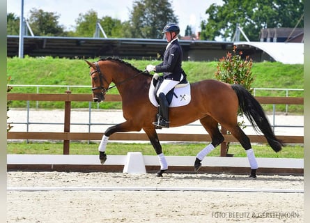 Hanovrien, Jument, 4 Ans, 172 cm, Bai