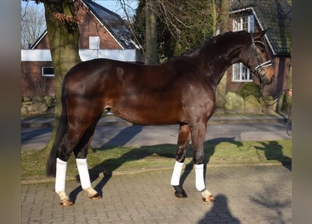 Hanovrien, Jument, 4 Ans, 172 cm