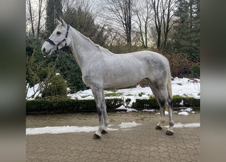 Hanovrien, Jument, 4 Ans, 172 cm, Gris pommelé