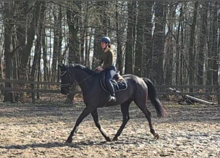 Hanovrien, Jument, 4 Ans, 172 cm, Noir