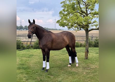 Hanovrien, Jument, 4 Ans, 173 cm, Bai