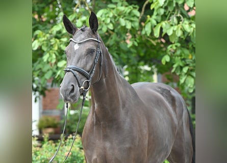 Hanovrien, Jument, 4 Ans, 173 cm, Noir