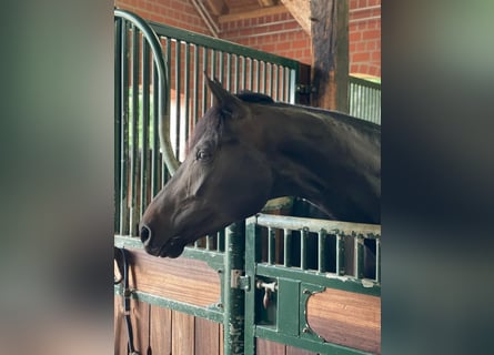 Hanovrien, Jument, 4 Ans, 173 cm, Noir