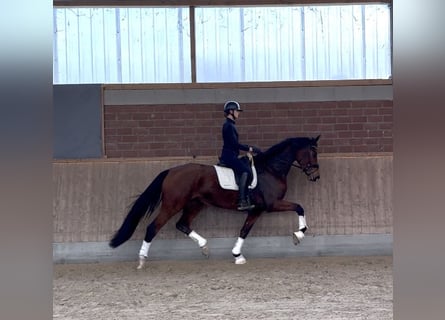 Hanovrien, Jument, 4 Ans, 174 cm, Bai