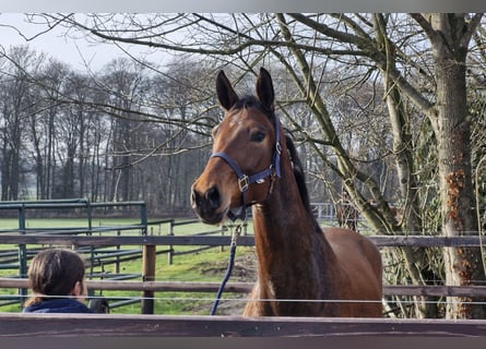 Hanovrien, Jument, 4 Ans, 174 cm, Bai