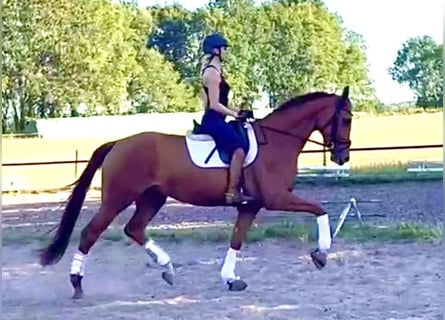 Hanovrien, Jument, 4 Ans, 175 cm, Alezan