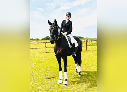 Hanovrien, Jument, 4 Ans, 175 cm, Noir