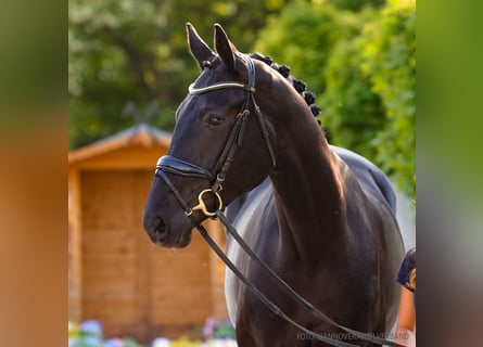 Hanovrien, Jument, 4 Ans, 178 cm, Alezan brûlé