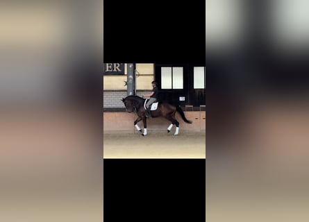 Hanovrien, Jument, 4 Ans, 180 cm, Bai