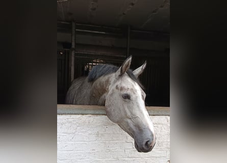 Hanovrien, Jument, 4 Ans, Gris pommelé