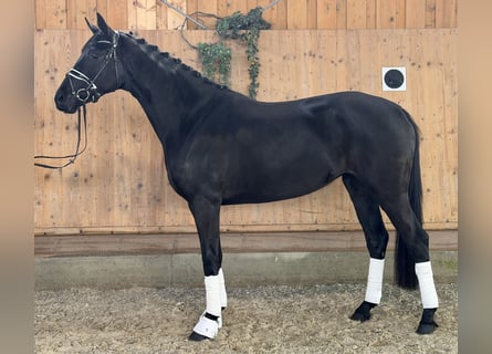 Hanovrien, Jument, 4 Ans, Noir