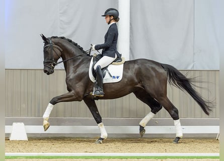 Hanovrien, Jument, 4 Ans, Noir