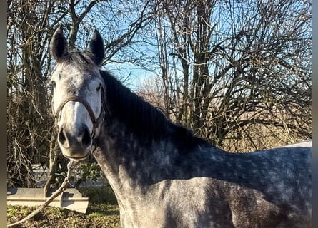 Hanovrien, Jument, 5 Ans, 155 cm, Gris pommelé