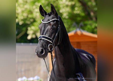 Hanovrien, Jument, 5 Ans, 162 cm, Bai