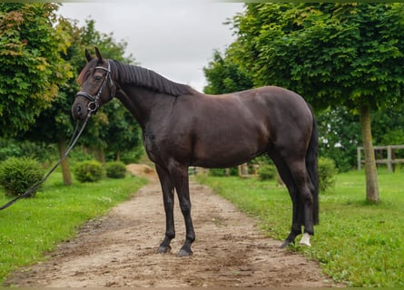 Hanovrien, Jument, 5 Ans, 162 cm, Noir