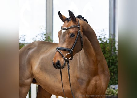 Hanovrien, Jument, 5 Ans, 164 cm, Bai