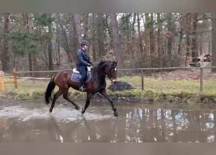 Hanovrien, Jument, 5 Ans, 164 cm, Bai