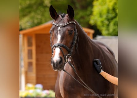 Hanovrien, Jument, 5 Ans, 165 cm, Bai brun