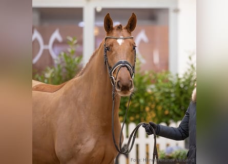 Hanovrien, Jument, 5 Ans, 166 cm, Alezan