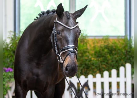 Hanovrien, Jument, 5 Ans, 166 cm, Bai brun foncé