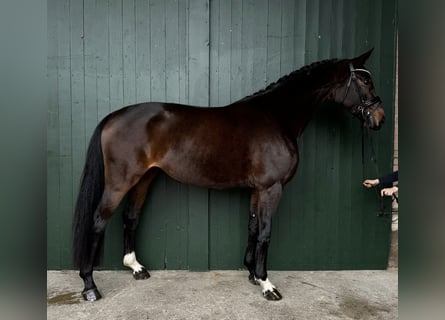 Hanovrien, Jument, 5 Ans, 166 cm, Bai