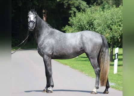 Hanovrien, Jument, 5 Ans, 166 cm, Gris pommelé