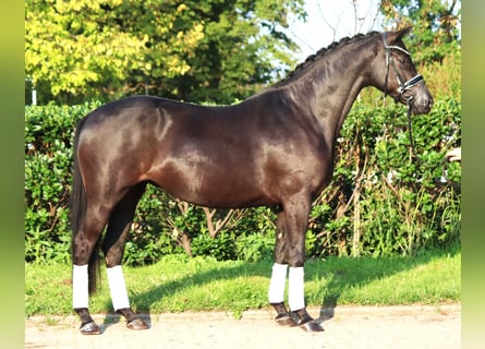 Hanovrien, Jument, 5 Ans, 166 cm, Noir