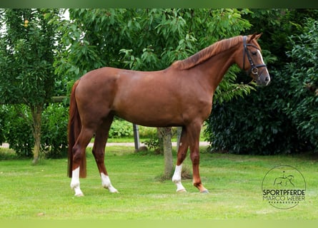 Hanovrien, Jument, 5 Ans, 167 cm, Alezan Hanovrien, Jument, 5 Ans, 167 cm, Alezan