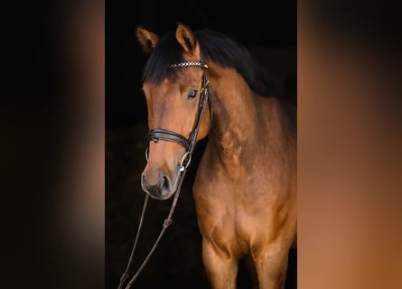 Hanovrien, Jument, 5 Ans, 167 cm, Bai cerise